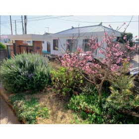 로사네 민박